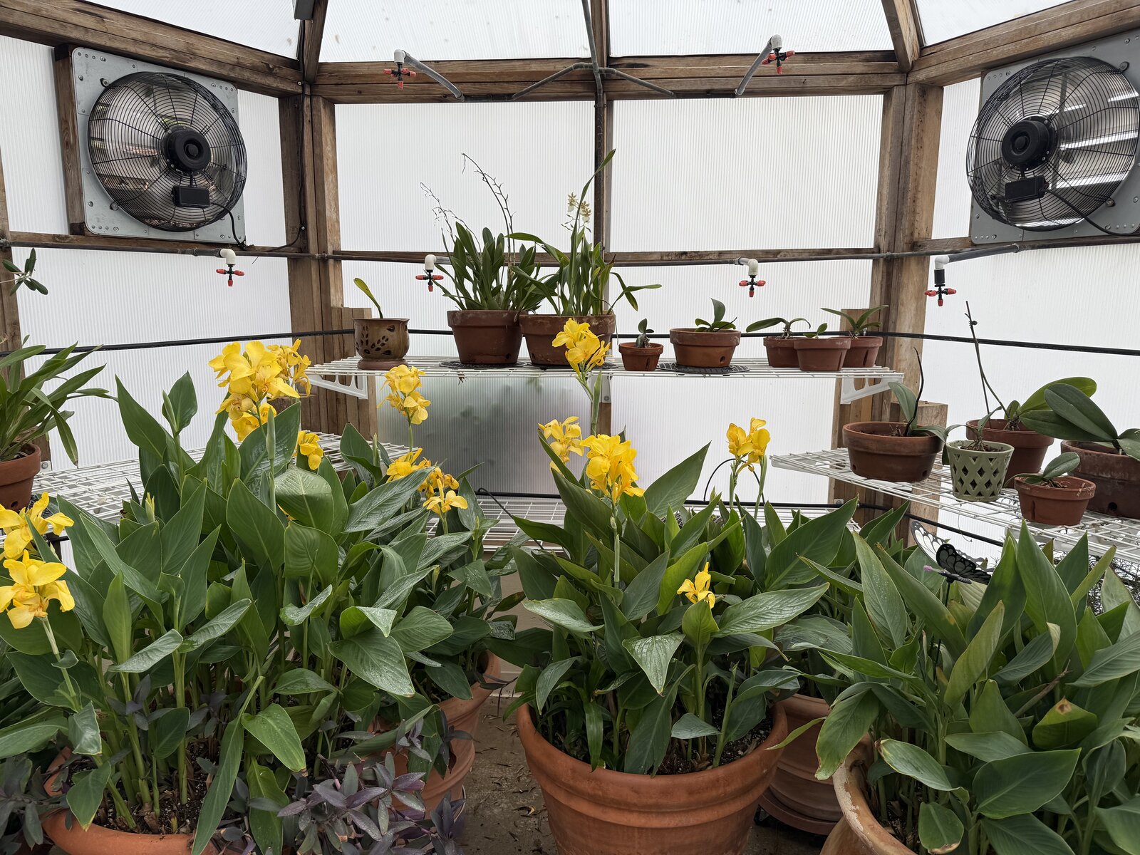 South zone — exhaust fans and mister nozzles